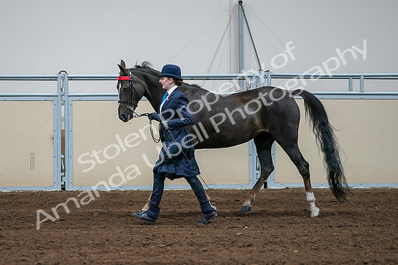 2020 - AB Morgan Horse - Fri, Sept 04 - 00683