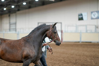 2020 - AB Morgan Horse - Fri, Sept 04 - 08575