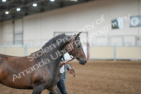2020 - AB Morgan Horse - Fri, Sept 04 - 08575