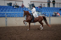 2019 Morgan Horse Show - Aug 31, 2019 - 17851