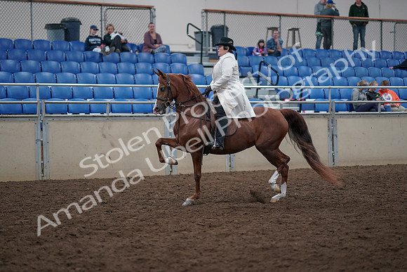 2019 Morgan Horse Show - Aug 31, 2019 - 17851