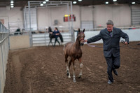 2019 Morgan Horse Show - Aug 31, 2019 - 00844