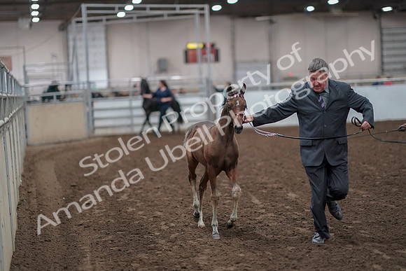 2019 Morgan Horse Show - Aug 31, 2019 - 00844
