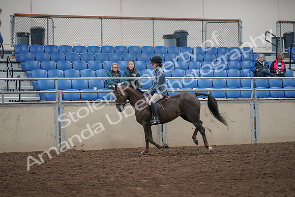 2019 Morgan Horse Show - Aug 31, 2019 - 07333