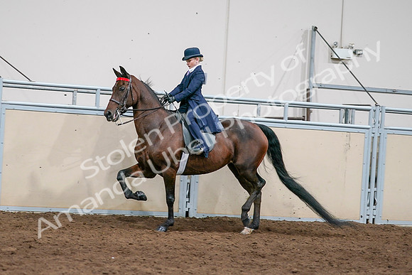 2020 - AB Morgan Horse - Sat, Sept 05 - 04920