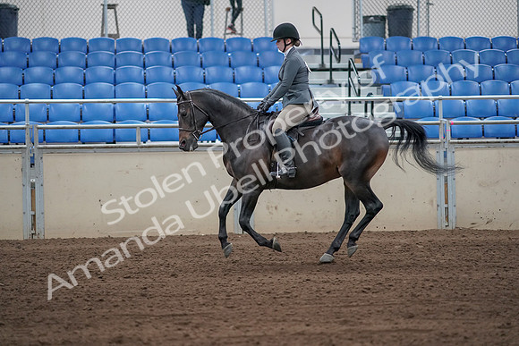 2019 Morgan Horse Show - Sept 01, 2019 - 10968