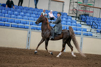 2020 - AB Morgan Horse - Sat, Sept 05 - 06688