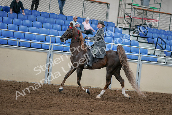 2020 - AB Morgan Horse - Sat, Sept 05 - 06688