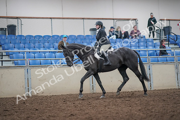 2019 Morgan Horse Show - Aug 31, 2019 - 14635