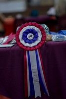 2019 Morgan Horse Show - Sept 01, 2019 - 00002