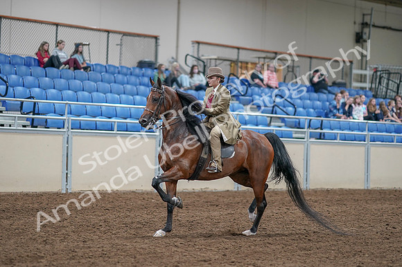 2020 - AB Morgan Horse - Fri, Sept 04 - 11160