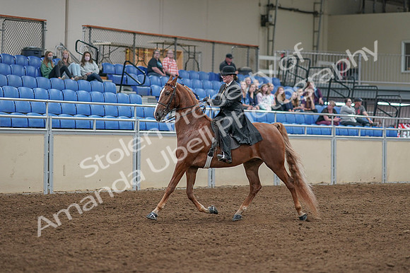 2020 - AB Morgan Horse - Fri, Sept 04 - 11242