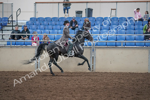 2019 Morgan Horse Show - Aug 31, 2019 - 09724
