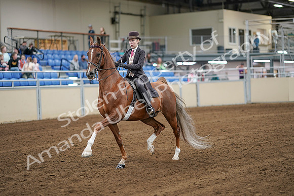 2020 - AB Morgan Horse - Sat, Sept 05 - 06282