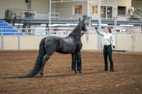 2020 - AB Morgan Horse - Sat, Sept 05 - 00097