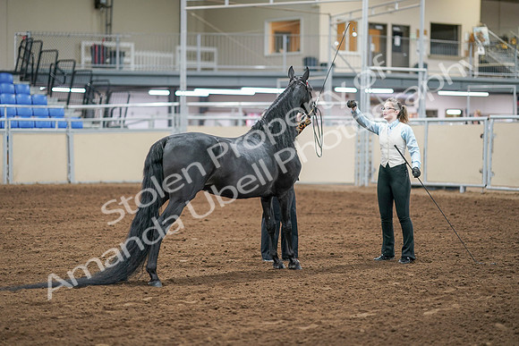 2020 - AB Morgan Horse - Sat, Sept 05 - 00097