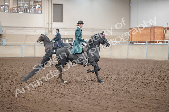 2019 Morgan Horse Show - Aug 30, 2019 - 15629