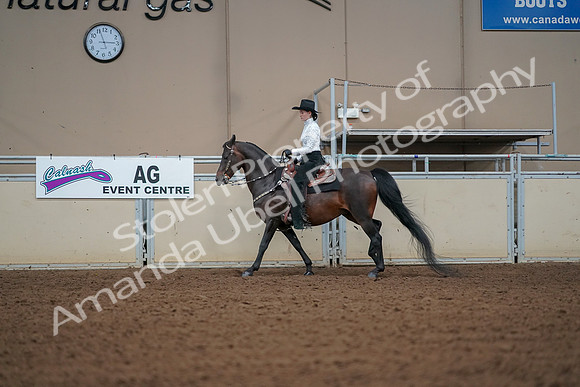 2019 Morgan Horse Show - Aug 30, 2019 - 16832