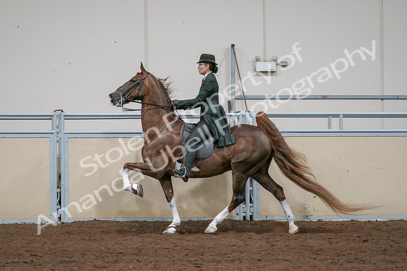 2020 - AB Morgan Horse - Sat, Sept 05 - 13067