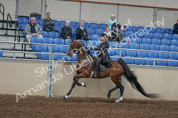 2020 - AB Morgan Horse - Fri, Sept 04 - 09766