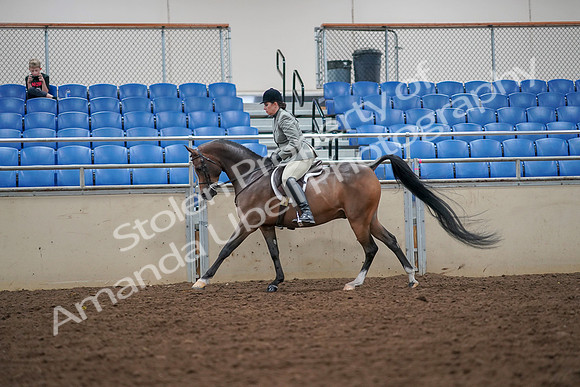 2019 Morgan Horse Show - Aug 30, 2019 - 17379