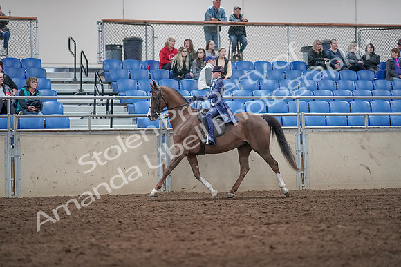 2019 Morgan Horse Show - Aug 31, 2019 - 20447