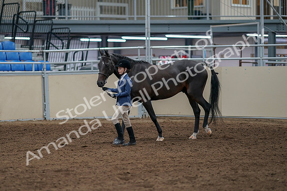 2020 - AB Morgan Horse - Fri, Sept 04 - 00920