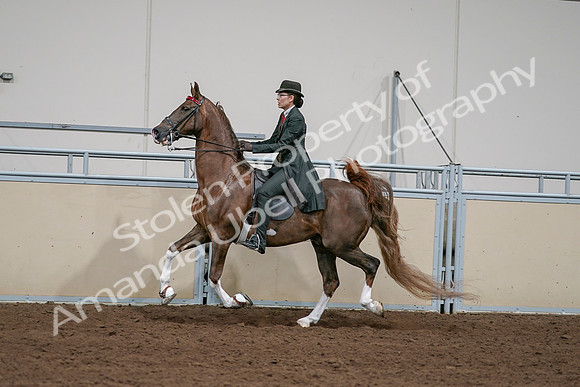 2020 - AB Morgan Horse - Sat, Sept 05 - 13053