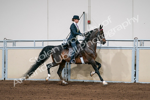 2020 - AB Morgan Horse - Sat, Sept 05 - 06409