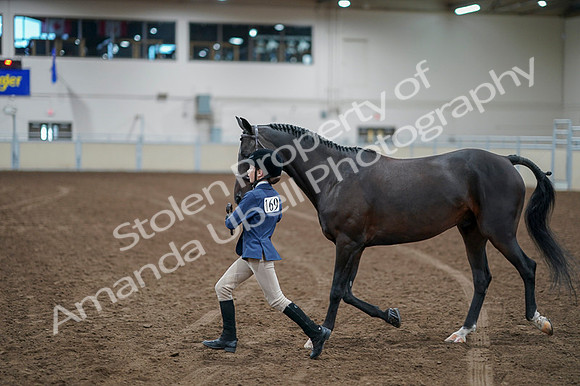 2020 - AB Morgan Horse - Fri, Sept 04 - 00930
