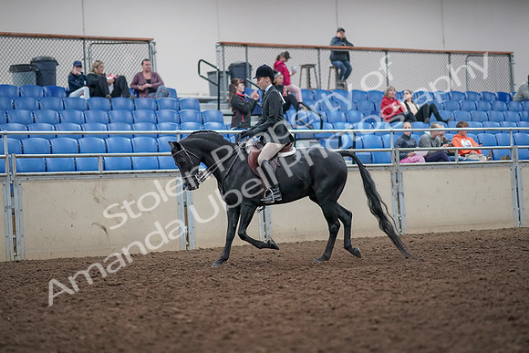 2019 Morgan Horse Show - Aug 31, 2019 - 14662