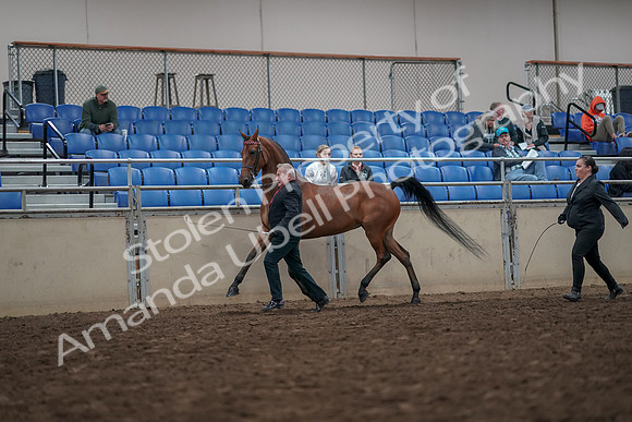 2019 Morgan Horse Show - Aug 31, 2019 - 03574