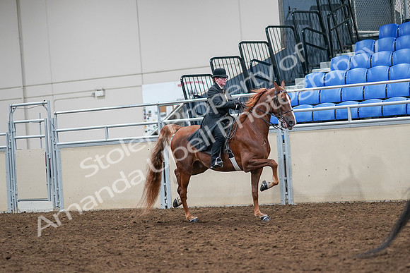 2020 - AB Morgan Horse - Sat, Sept 05 - 08243