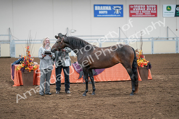 2020 - AB Morgan Horse - Sat, Sept 05 - 00296
