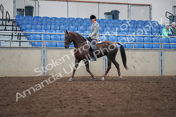2019 Morgan Horse Show - Aug 30, 2019 - 18337