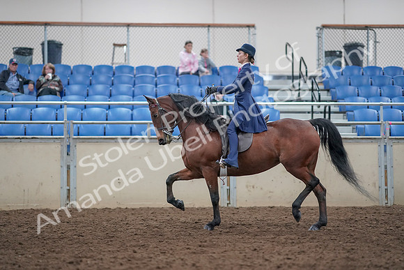 2019 Morgan Horse Show - Aug 31, 2019 - 09382
