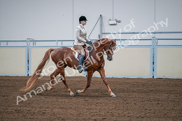 2020 - AB Morgan Horse - Fri, Sept 04 - 01833