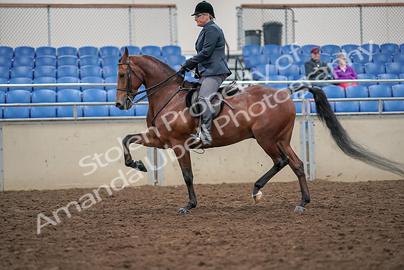 2019 Morgan Horse Show - Aug 30, 2019 - 20378