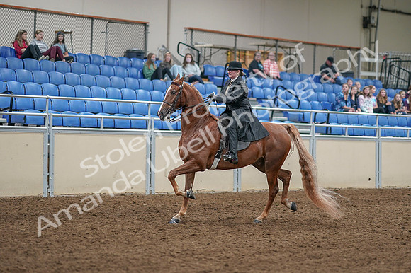 2020 - AB Morgan Horse - Fri, Sept 04 - 11250