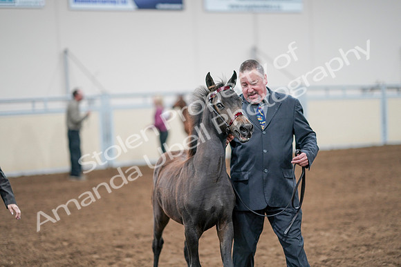 2020 - AB Morgan Horse - Sat, Sept 05 - 00479