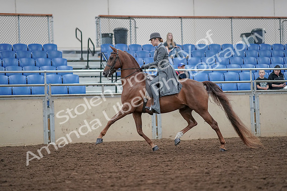 2019 Morgan Horse Show - Aug 30, 2019 - 15367