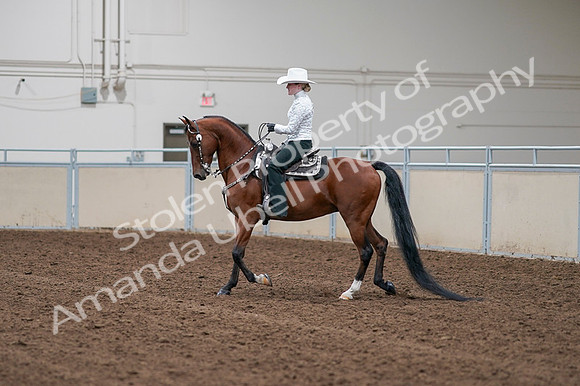 2020 - AB Morgan Horse - Fri, Sept 04 - 03560