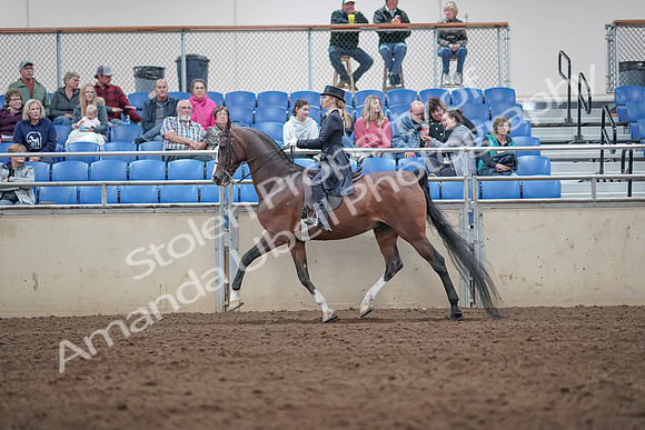2019 Morgan Horse Show - Aug 31, 2019 - 20496