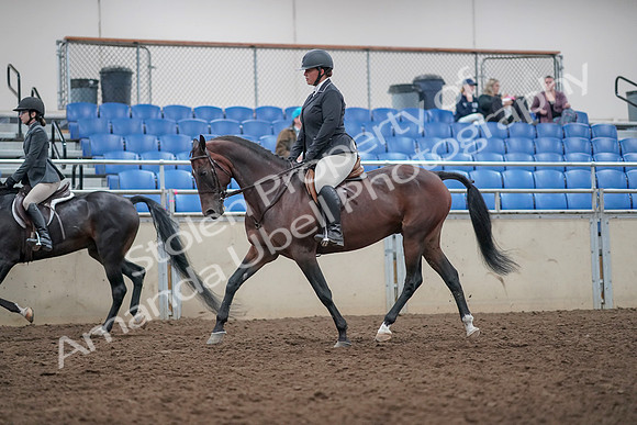 2019 Morgan Horse Show - Aug 31, 2019 - 14870