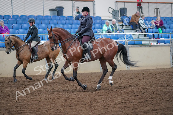 2019 Morgan Horse Show - Aug 30, 2019 - 20519