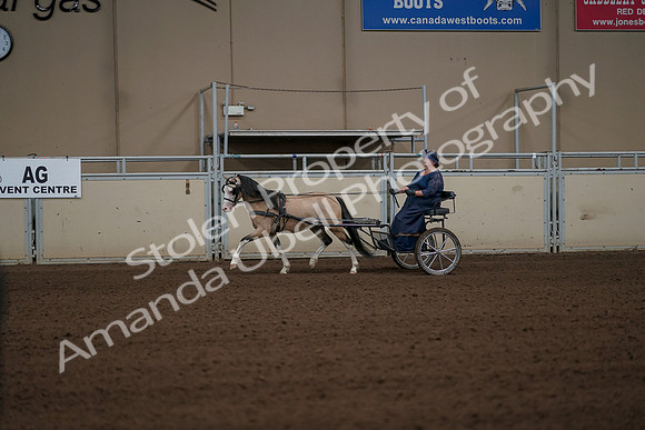 2019 Morgan Horse Show - Aug 31, 2019 - 04332