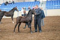 2020 - AB Morgan Horse - Sat, Sept 05 - 00680