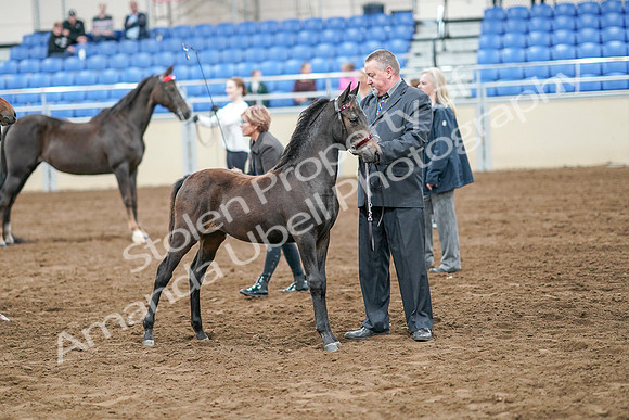 2020 - AB Morgan Horse - Sat, Sept 05 - 00680
