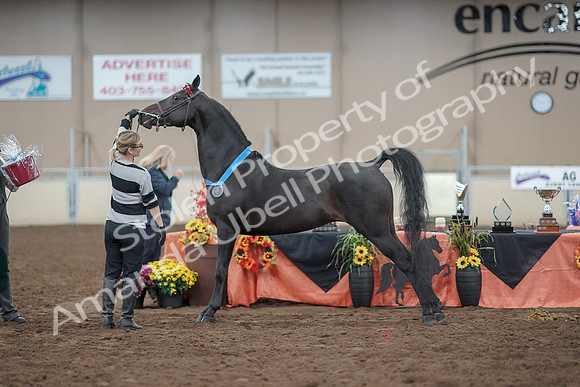 2019 Morgan Horse Show - Aug 31, 2019 - 00960