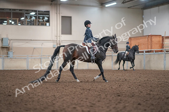 2019 Morgan Horse Show - Aug 31, 2019 - 19612